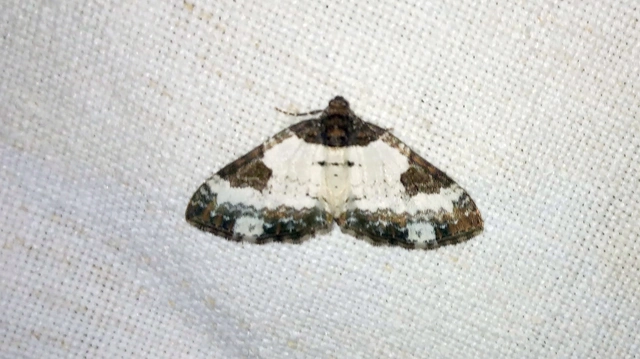 Melanthia procellata - hullámos tarkaaraszoló