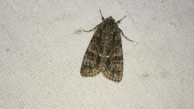 Acronicta rumicis - sóska-szigonyosbagoly