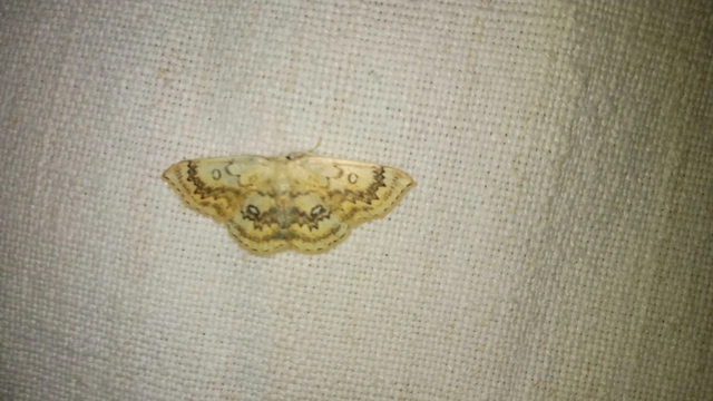 Cyclophora annularia - gyűrűs pettyesaraszoló