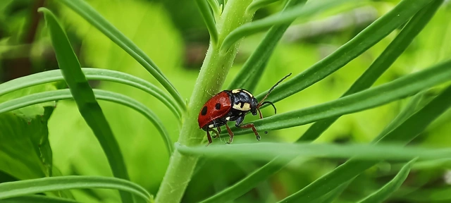 Cryptocephalus cordiger - szíves zömökbogár