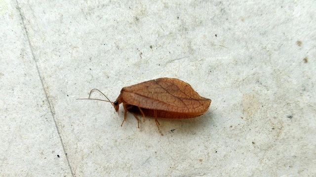 Drepanepteryx phalaenoides