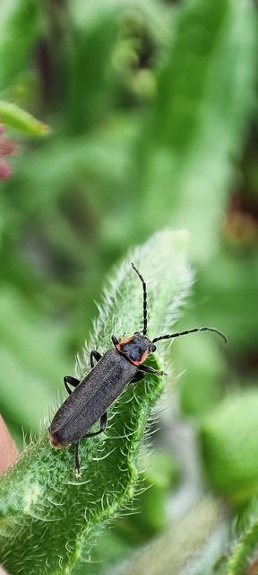 Cantharis