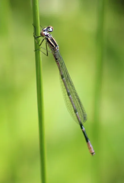 Coenagrion puella - azúrkék légivadász