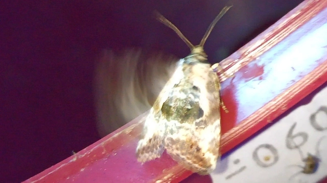 Hapalotis venustula - rózsaszínű mázasbagoly