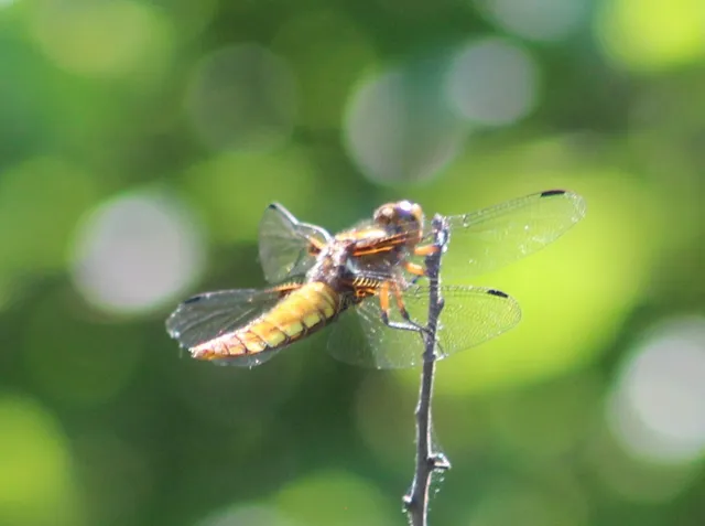 Libellula depressa - széles laposacsa