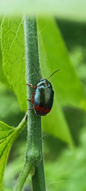 Cryptocephalus schaefferi - lapátlábú zömökbogár