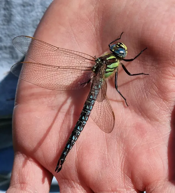 Brachytron pratense - szőrös karcsúacsa