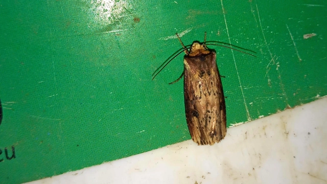 Axylia putris - vonalkás földibagoly