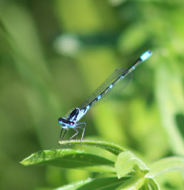 Coenagrion pulchellum - karcsú légivadász