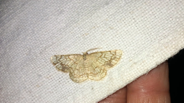Stegania dilectaria - fehérnyár-araszoló