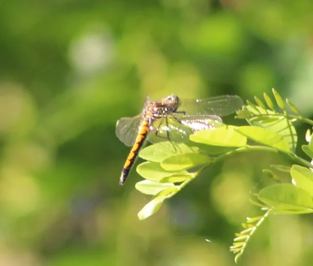 Leucorrhinia pectoralis - lápi álarcos-szitakötő