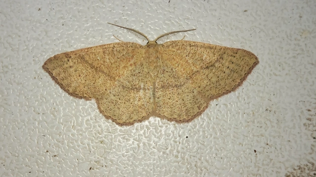 Cyclophora ruficiliaria - vörösrojtú pettyesaraszoló