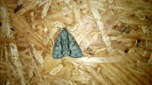 Acronicta strigosa - kis szigonyosbagoly
