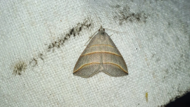 Colobochyla salicalis - háromsávos törpebagoly