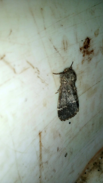 Drymonia ruficornis - cserfa-púposszövő