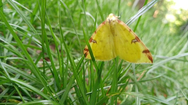 Opisthograptis luteolata - citromsárga araszoló
