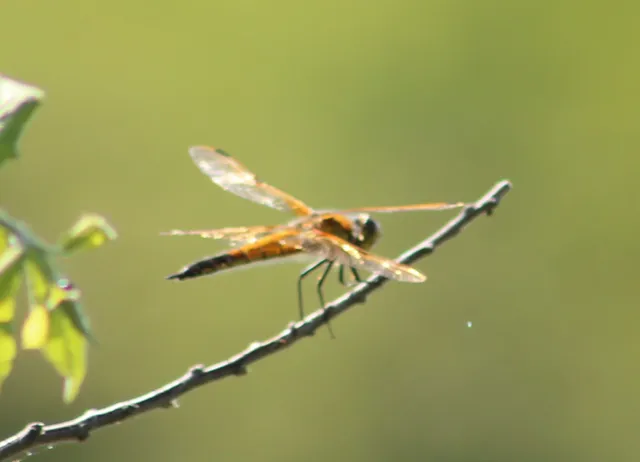 Libellula quadrimaculata - négyfoltos laposacsa