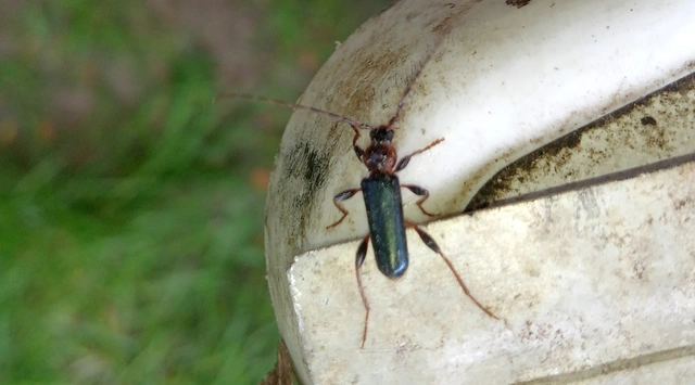 Phymatodes testaceus - változékony korongcincér