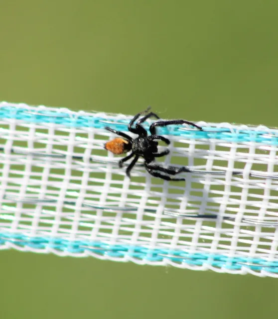 Carrhotus xanthogramma - rozsdás ugrópók