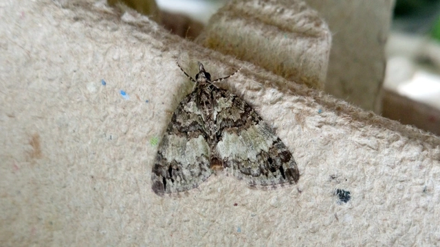 Hydriomena impluviata - égerfa-araszoló
