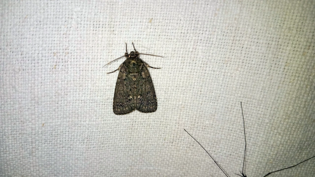 Acronicta rumicis - sóska-szigonyosbagoly