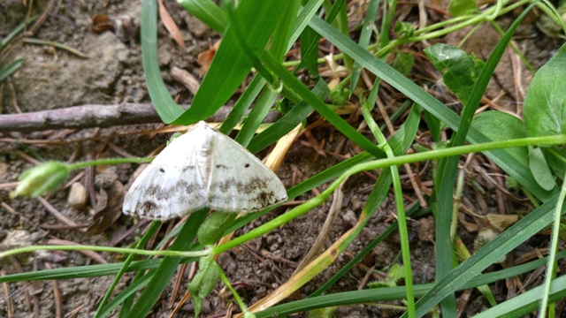 Lomographa temerata - foltos fehéraraszoló