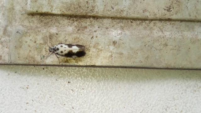 Ethmia quadrillella - gyászos feketemoly