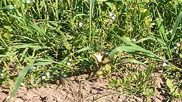Papilio machaon - fecskefarkú lepke