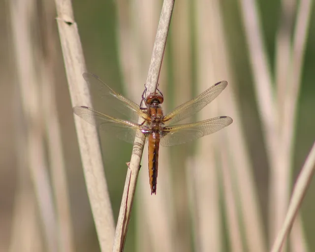 Libellula fulva - kisfoltos laposacsa