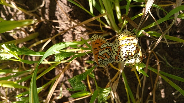 Melitaea trivia - kis tarkalepke