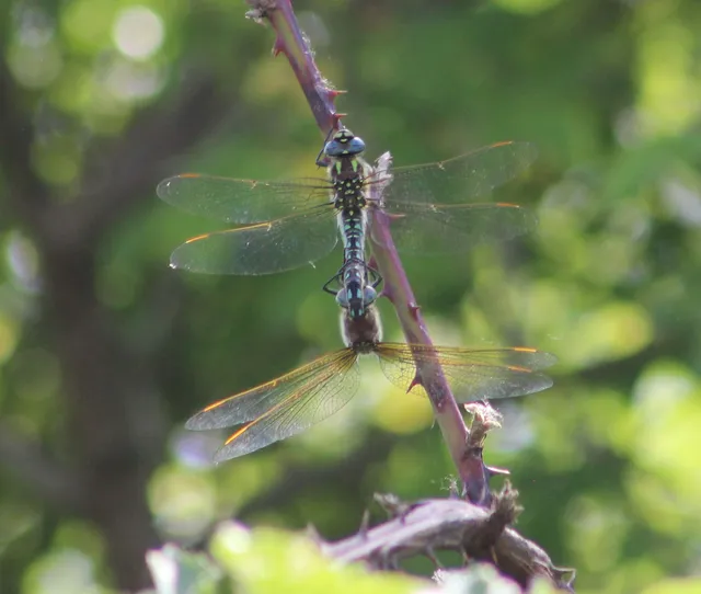 Brachytron pratense - szőrös karcsúacsa
