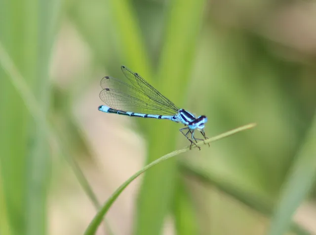 Coenagrion puella - azúrkék légivadász
