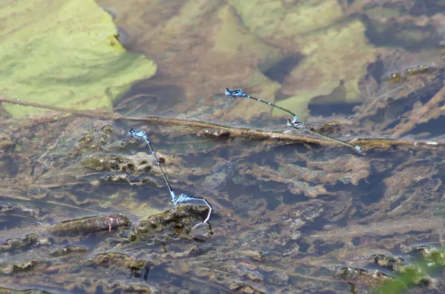 Coenagrion pulchellum - karcsú légivadász