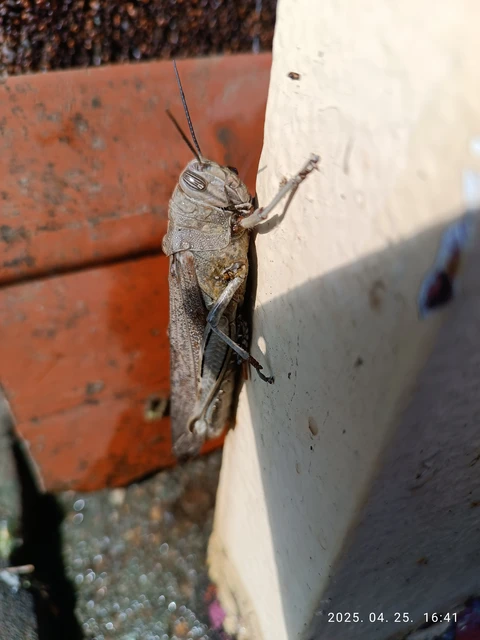 Anacridium aegyptium - egyiptomi sáska
