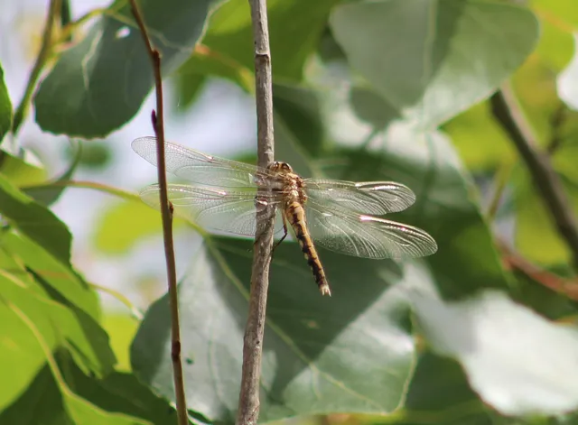 Orthetrum albistylum - fehérfarkú pásztorszitakötő