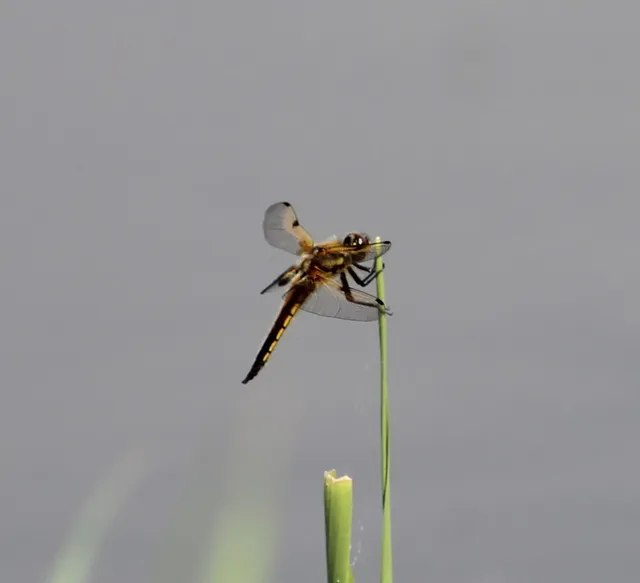 Libellula quadrimaculata - négyfoltos laposacsa