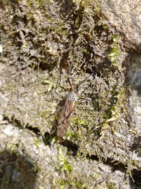 Tipula