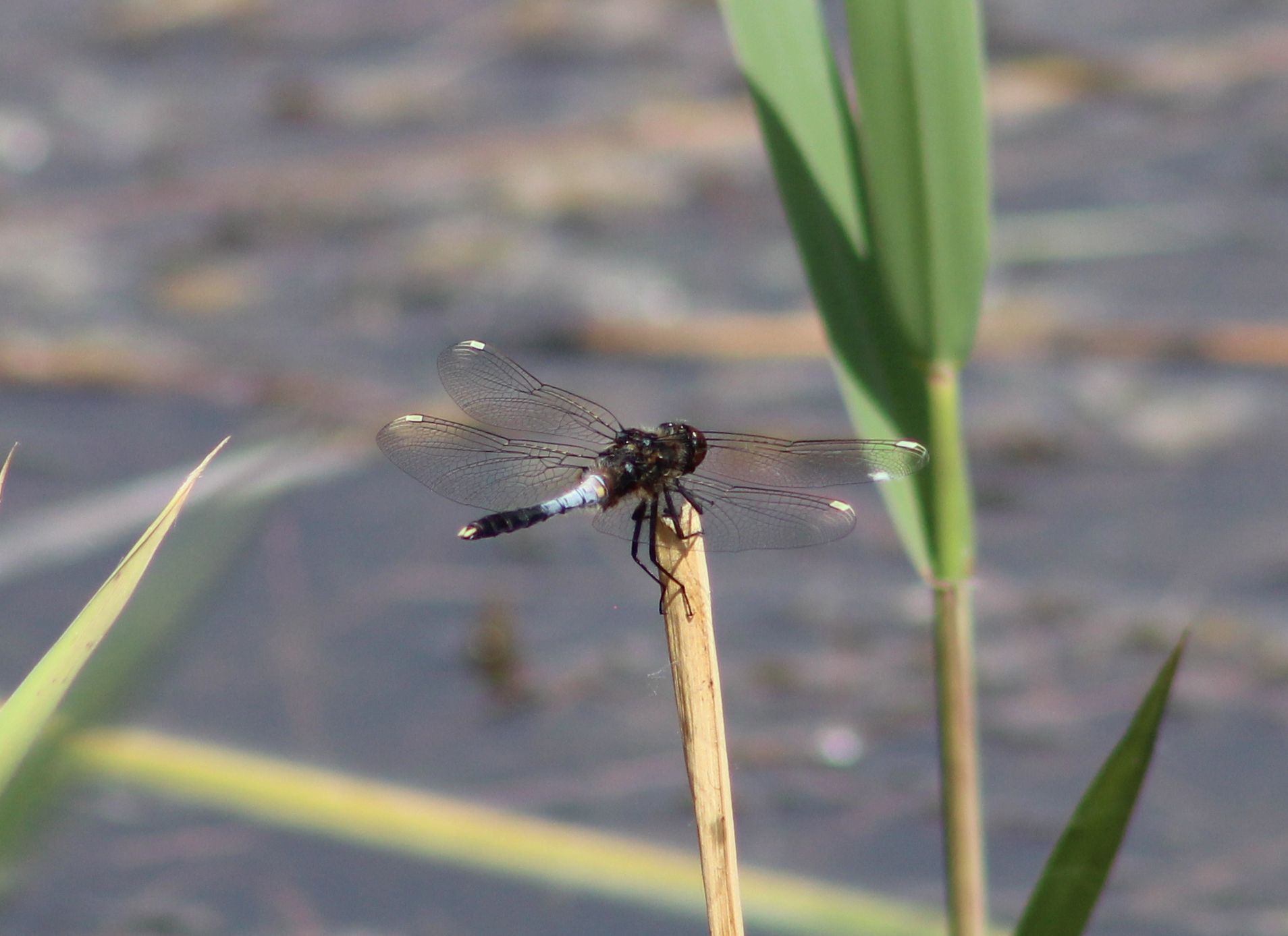 Leucorrhinia caudalis - tavi álarcos-szitakötő