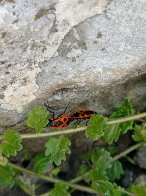 Pyrrhocoris apterus - verőköltő poloska