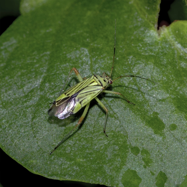 Mermitelocerus schmidtii