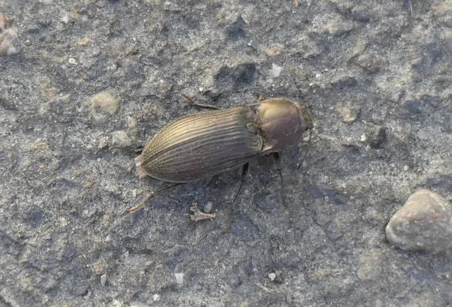 Selatosomus latus - széles pattanó