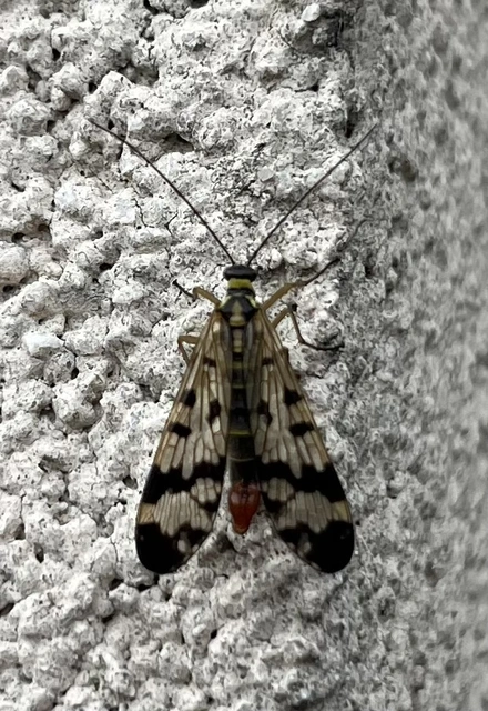 Panorpa vulgaris