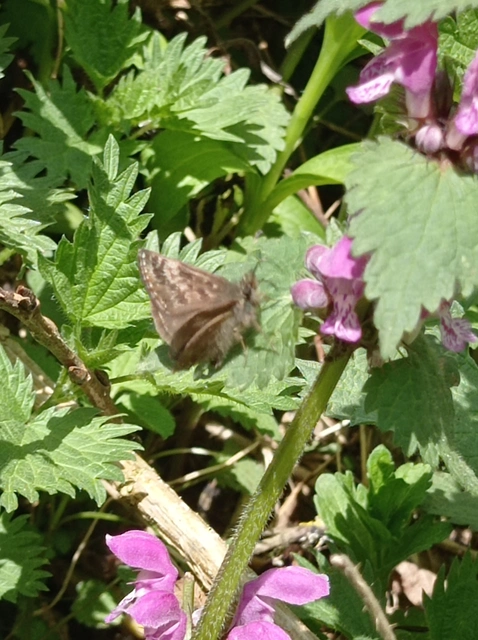 Erynnis tages - cigánylepke