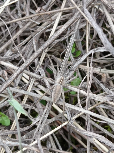 Pisaura mirabilis - csodáspók