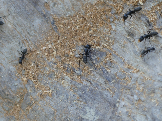 Camponotus vagus - fekete lóhangya
