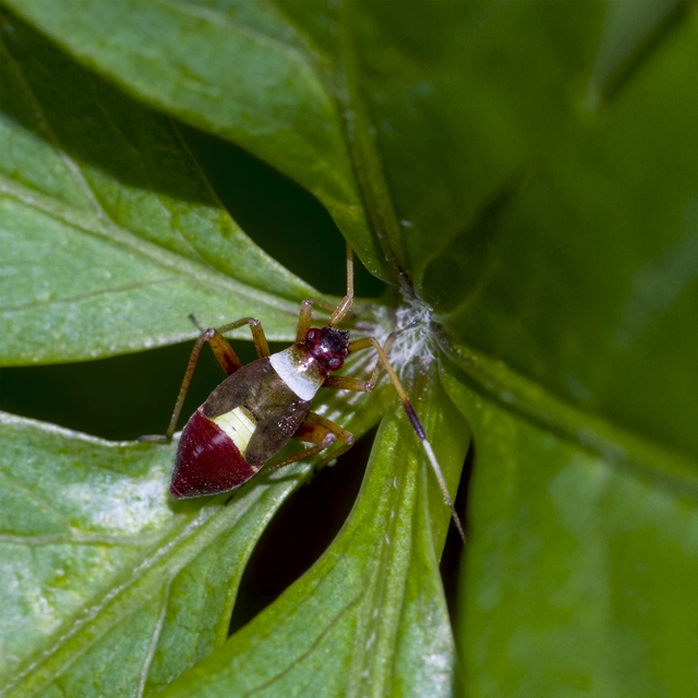 Closterotomus biclavatus - aranyszőrű mezeipoloska