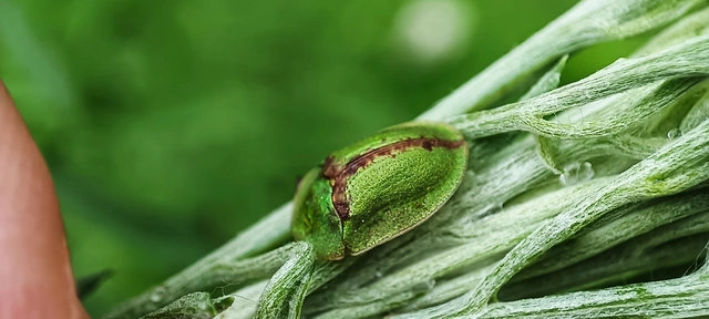 Cassida pannonica - pannon pajzsbogár