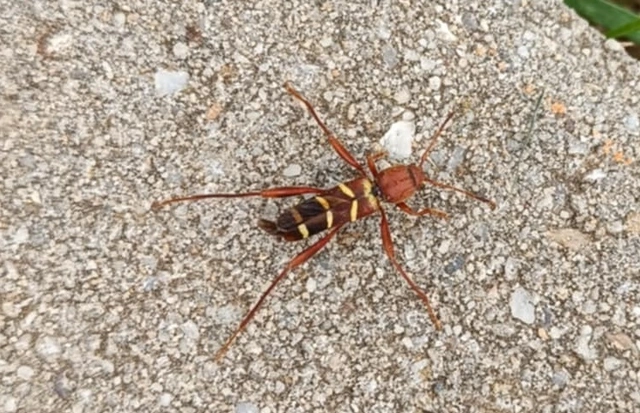 Neoclytus acuminatus - amerikai darázscincér
