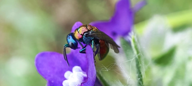 Hedychrum