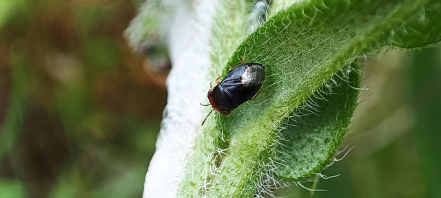 Geocoris erythrocephalus - vörösfejű bodobács Geocoris erythrocephalus - vörösfejű bodobács